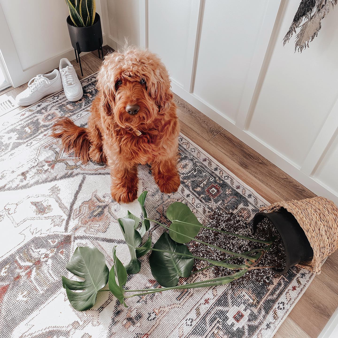 The Best Rugs For Pets Everything You, Best Rugs For Entryway With Dogs