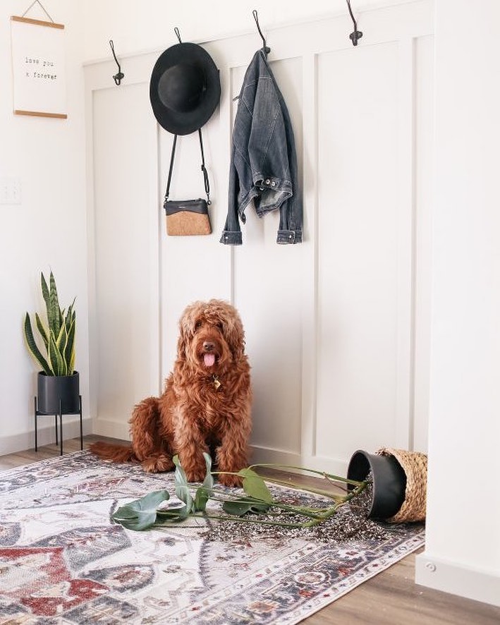 Which Rugs Work Best For Messy, Area Rugs Good For Pets